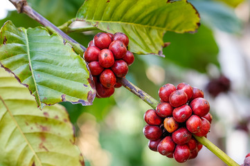 Ripe coffee beans on branch