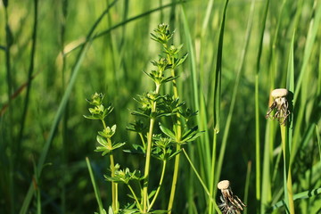 Spring green grass background