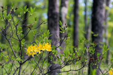 yellow rhododendrons in spring forest blooming bushes colorful b