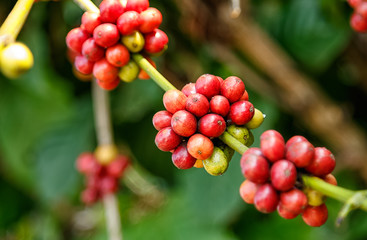 Ripe coffee beans on branch
