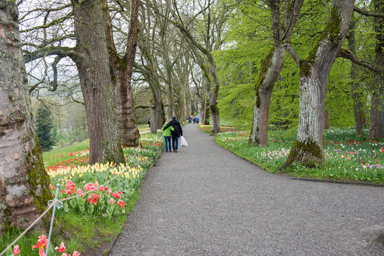 Plantanenallee mit Blumensaum im Fr&uuml;hling auf der Insel Mainau im Bodensee