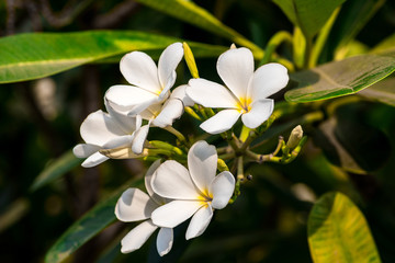 Fototapeta na wymiar white frangipani tropical flower, plumeria flower blooming on tree, spa flower