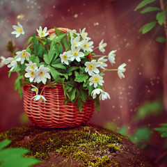 Beautiful flowers Anemone nemorosa in the fairy forest.