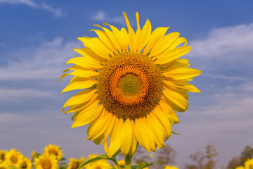 Beautiful Big Sunflowers blooming against a blue sky,yellows flo