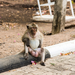 Fototapeta premium monkey resting on the side of the road,waiting for some food.