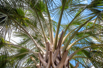 Obraz na płótnie Canvas Palm tree / Palm tree on blue sky background.