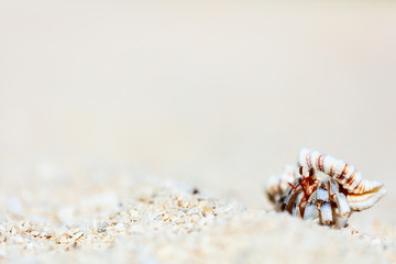Hermit crab