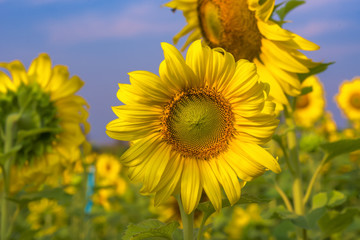 Beautiful Big Sunflowers blooming against a blue sky,yellows flo