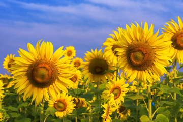 Beautiful Big Sunflowers blooming against a blue sky,yellows flo