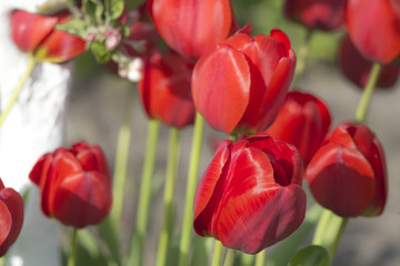 Colour of tulips in spring
