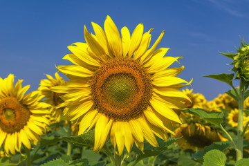 Beautiful Big Sunflowers blooming against a blue sky,yellows flo