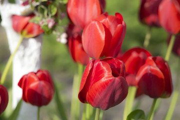 Fototapeta premium Colour of tulips in spring