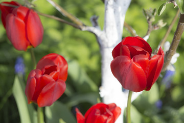 Colour of tulips in spring