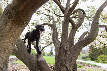 Beautiful black dog posing at spring tree in blossom