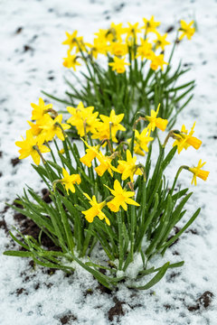 Small daffodil flowers in Swedish april garden