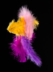 Colored Feathers isolated on black background