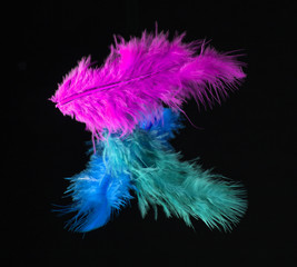 Obraz premium Colored Feathers isolated on black background