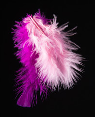 Colored Feathers isolated on black background
