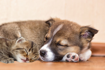 little puppy and kitten