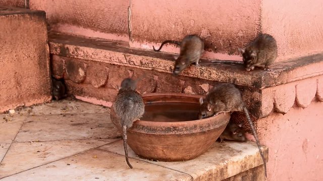 Holy rats drinking and running around in Karni Mata temple in Deshnok, India.