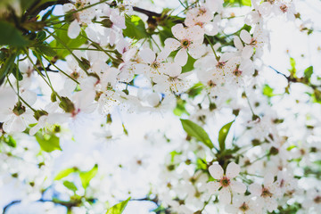 Branches of blossoming cherry