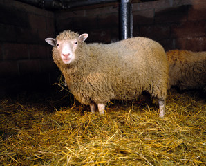 Sheep in a barn