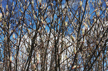 Budding bush in spring