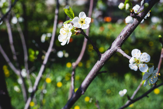 Branch blossoming plum