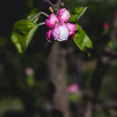 Branch blossoming apple