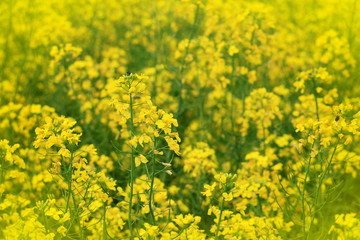 Rapeseed field, Blooming canola flowers close up