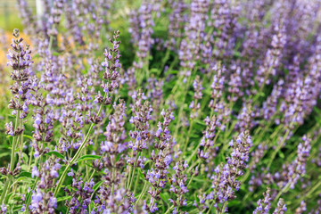 Obraz premium Sage desert