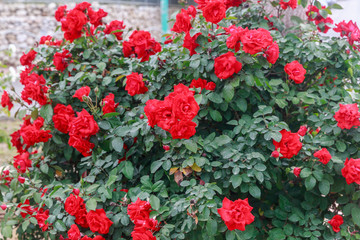 Fototapeta na wymiar Red ripe roses