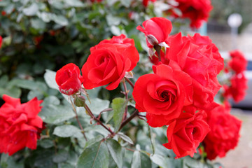 Some red ripe roses