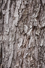 Texture of bark tree