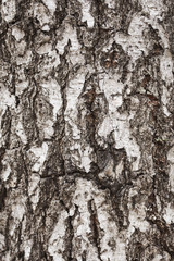 Texture of bark tree
