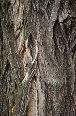 Texture of bark tree