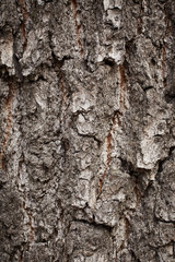 Texture of bark tree