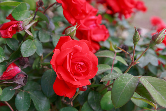 One mature red rose
