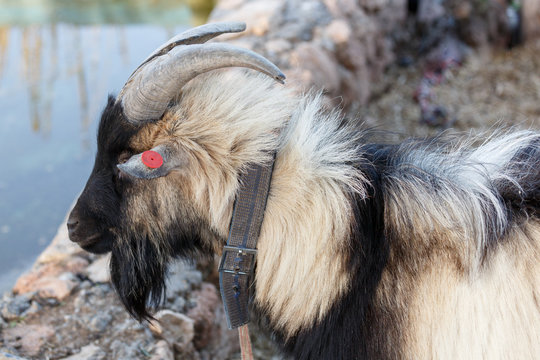 Portrait of billy goat