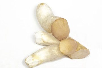 Studio Shot of Three Oyster Mushrooms 3