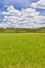 Meadow enroute Grand Teton