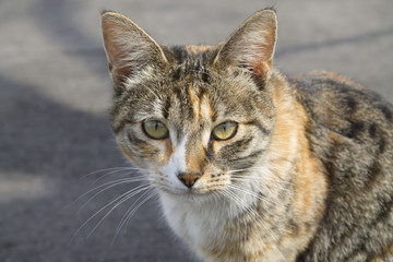 Кошка.
