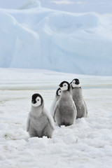Emperor Penguins  chicks © Silver