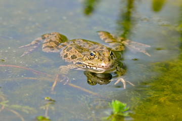 Crapaud dans la mare