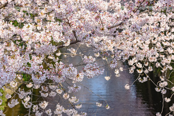 Obraz na płótnie Canvas Cherry blossom lined Meguro Canal in Tokyo, Japan.
