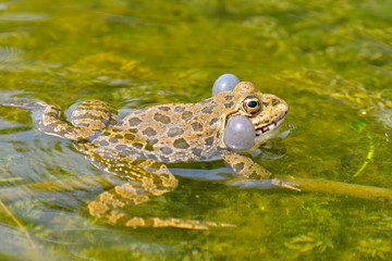 Crapaud gonflé