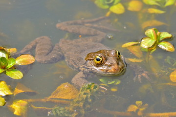 Oeil de crapaud dans la mare