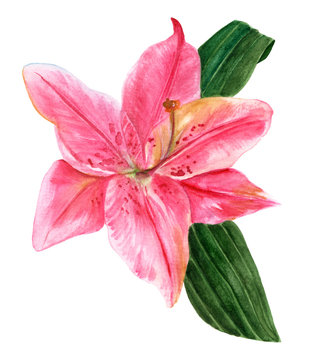 Watercolor drawing of single pink lily flower with green leaves