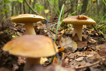 mushrooms in the forest