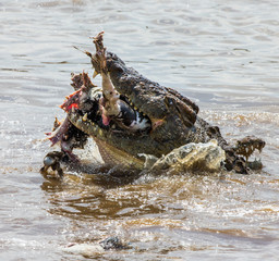 Crocodile eats a wildebeest in the Mara river. Kenya. Maasai Mara. Africa. An excellent illustration.